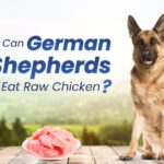 Can German Shepherds Eat Raw Chicken
