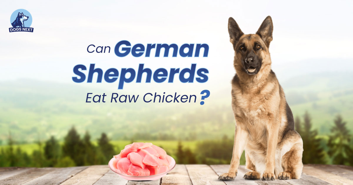 Can German Shepherds Eat Raw Chicken