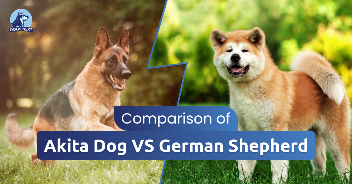 Akita vs German Shepherd: What’s the Difference?