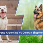 Dogo Argentino Vs German Shepherd