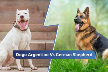 Dogo Argentino Vs German Shepherd