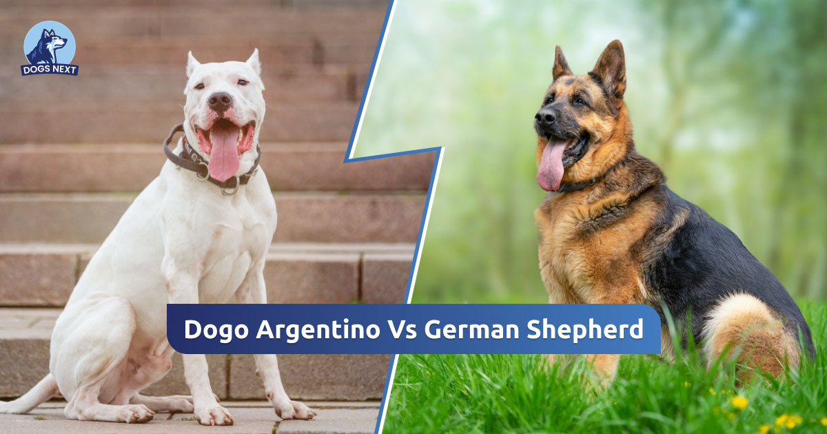 Dogo Argentino Vs German Shepherd