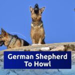 German Shepherd To Howl