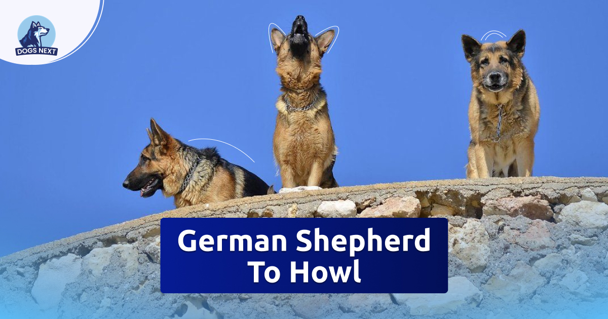 German Shepherd To Howl