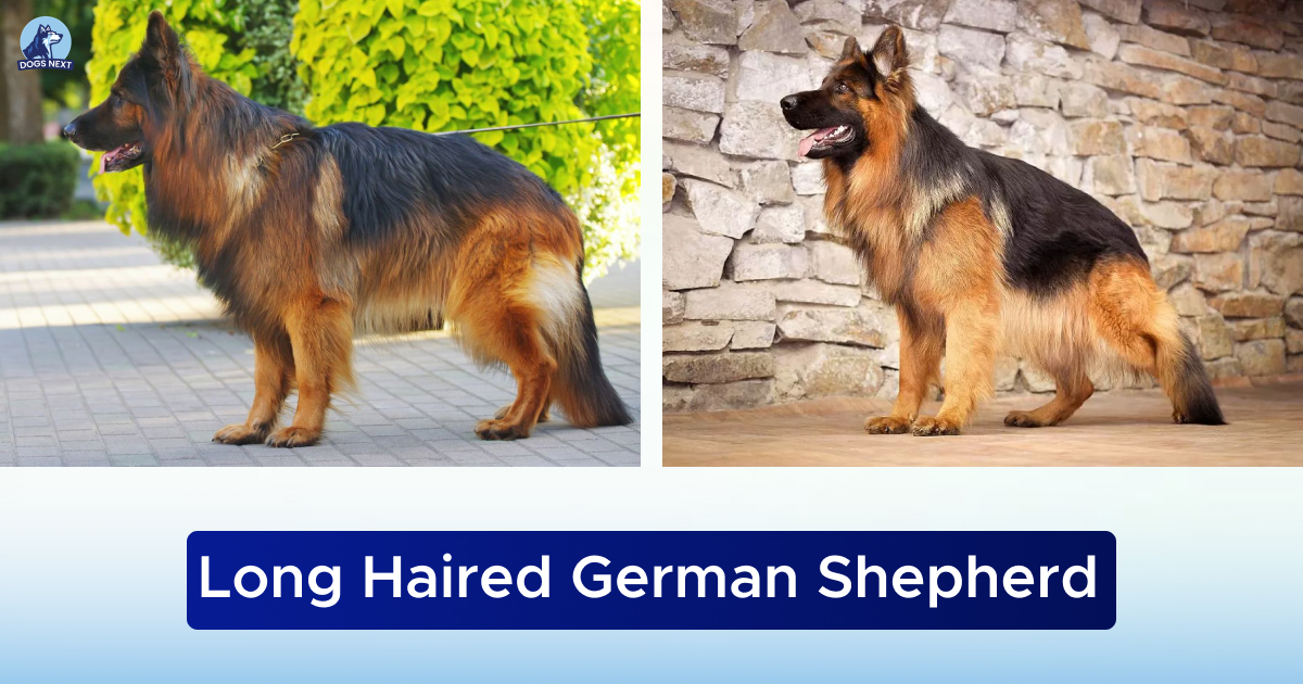 Long Haired German Shepherd