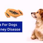 Papaya for Dogs with Kidney Disease