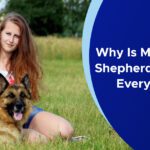 Why is my German Shepherd afraid of everything?