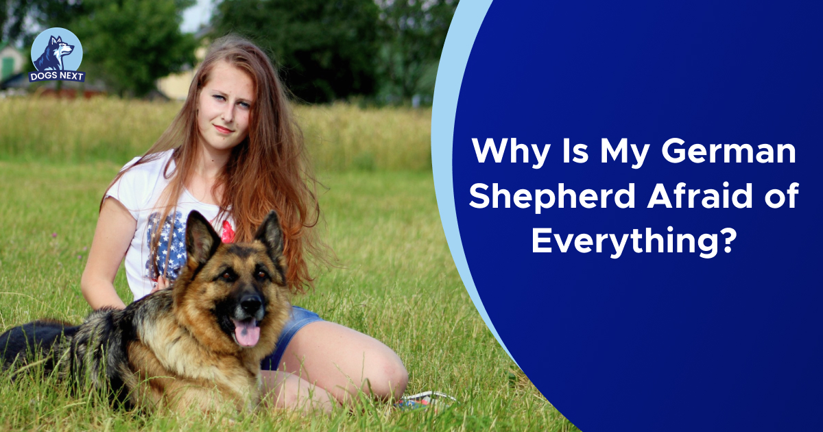 Why is my German Shepherd afraid of everything?