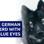 black german shepherd with blue eyes