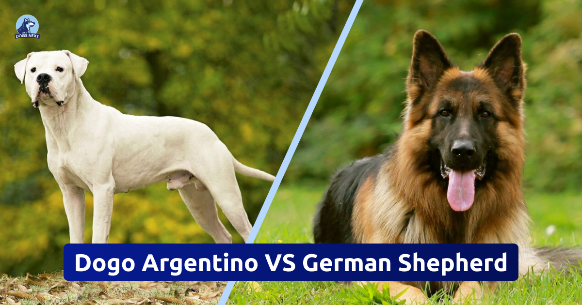 Dogo Argentino vs German Shepherd
