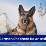 German Shepherd Be an Inside Dog