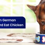 Can German Shepherds Eat Chicken?