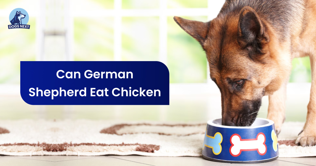 Can German Shepherds Eat Chicken?
