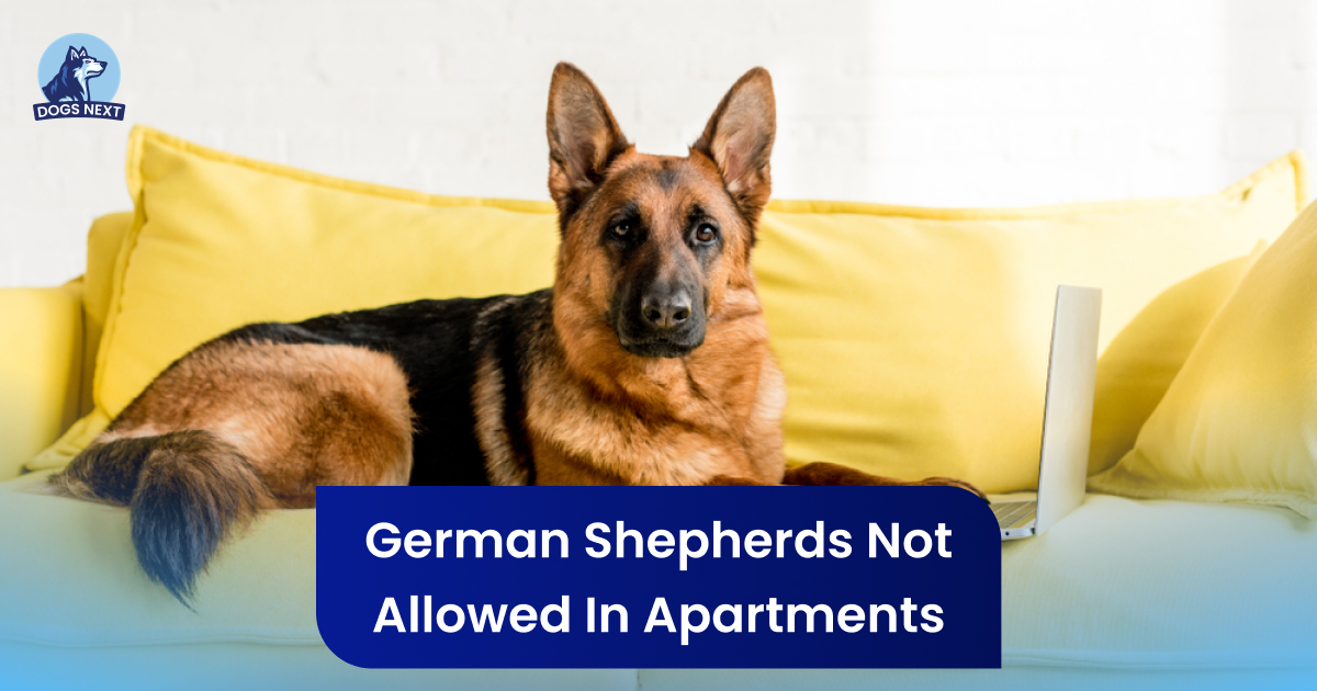 german shepherds not allowed in apartments