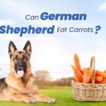 German Shepherd Eat Carrots