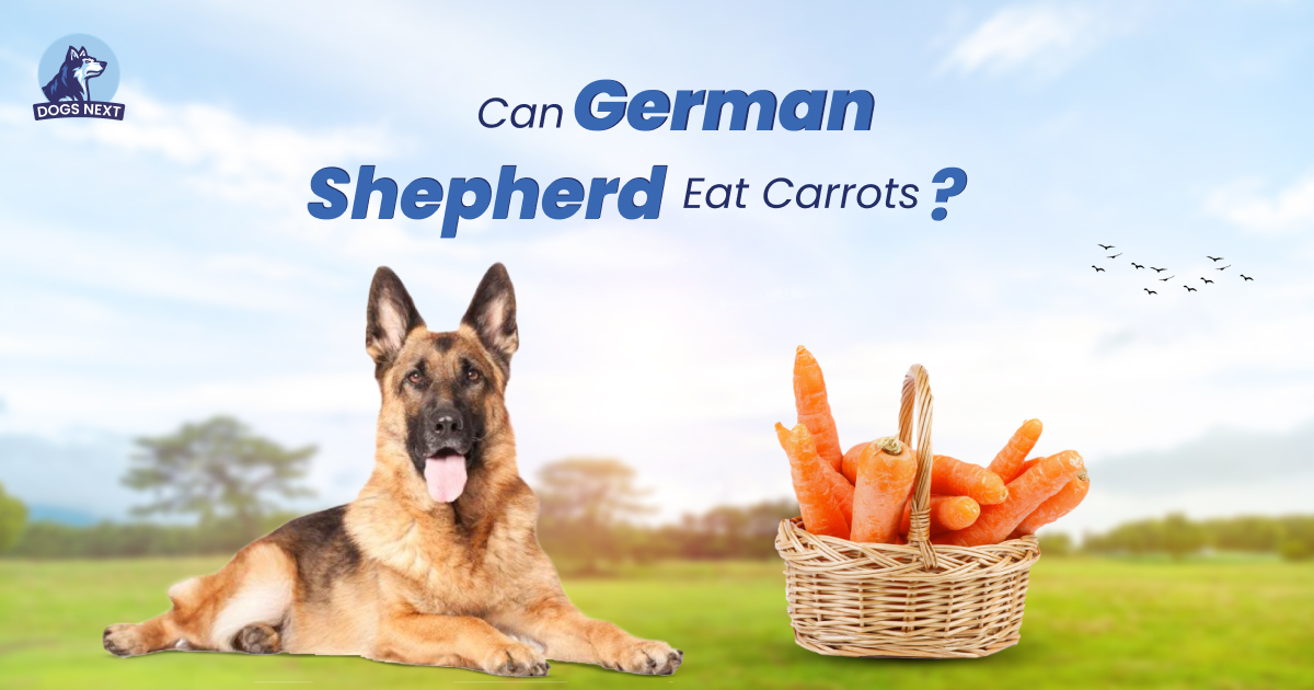 German Shepherd Eat Carrots