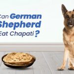 Can a German Shepherd Eat Chapati?