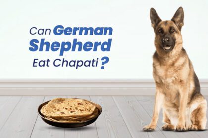 Can a German Shepherd Eat Chapati?