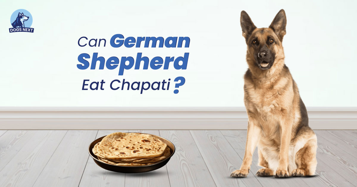 Can a German Shepherd Eat Chapati?