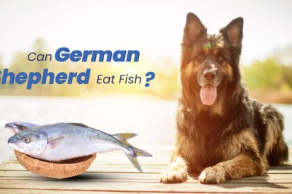 German Shepherd Eat Fish