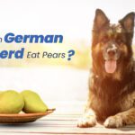 German Shepherd Eat Pears