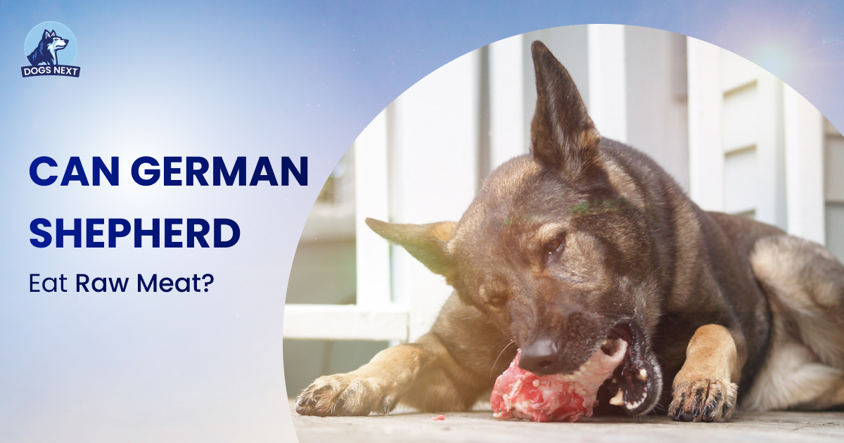 Can German Shepherd Eat Raw Meat