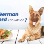 German Shepherd Eat Salmon
