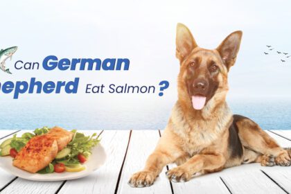 German Shepherd Eat Salmon