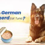 German Shepherd Eat Tuna