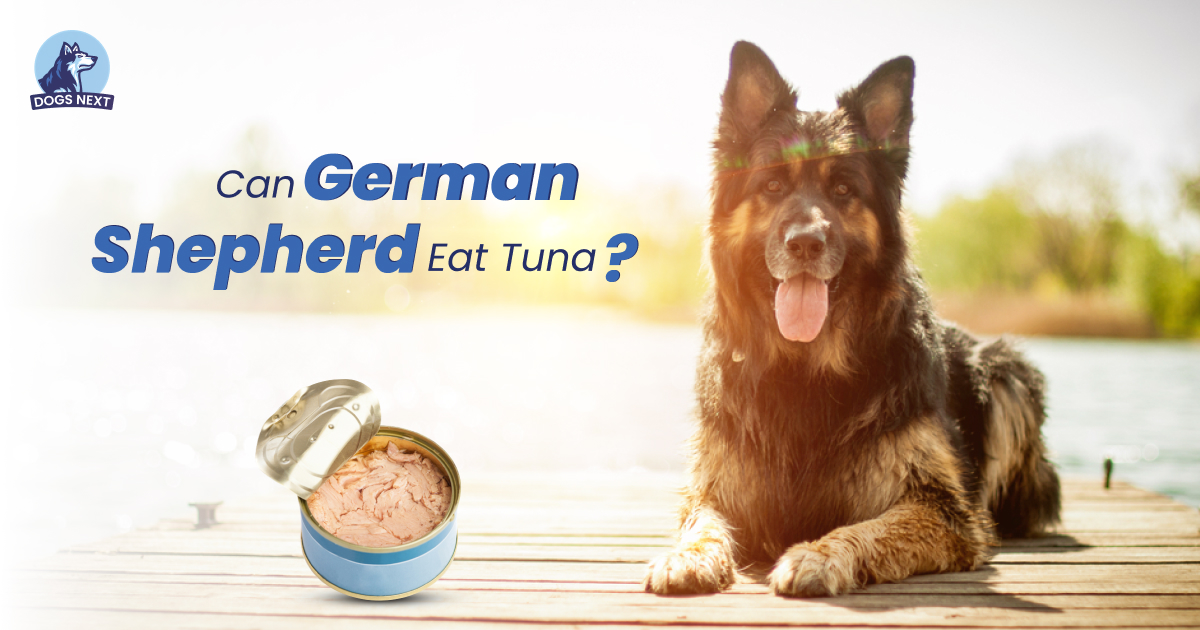German Shepherd Eat Tuna