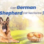 German Shepherds Eat Nectarines