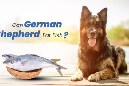 Can German Shepherds Eat Fish?