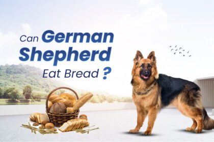 Can German Shepherds Eat Bread