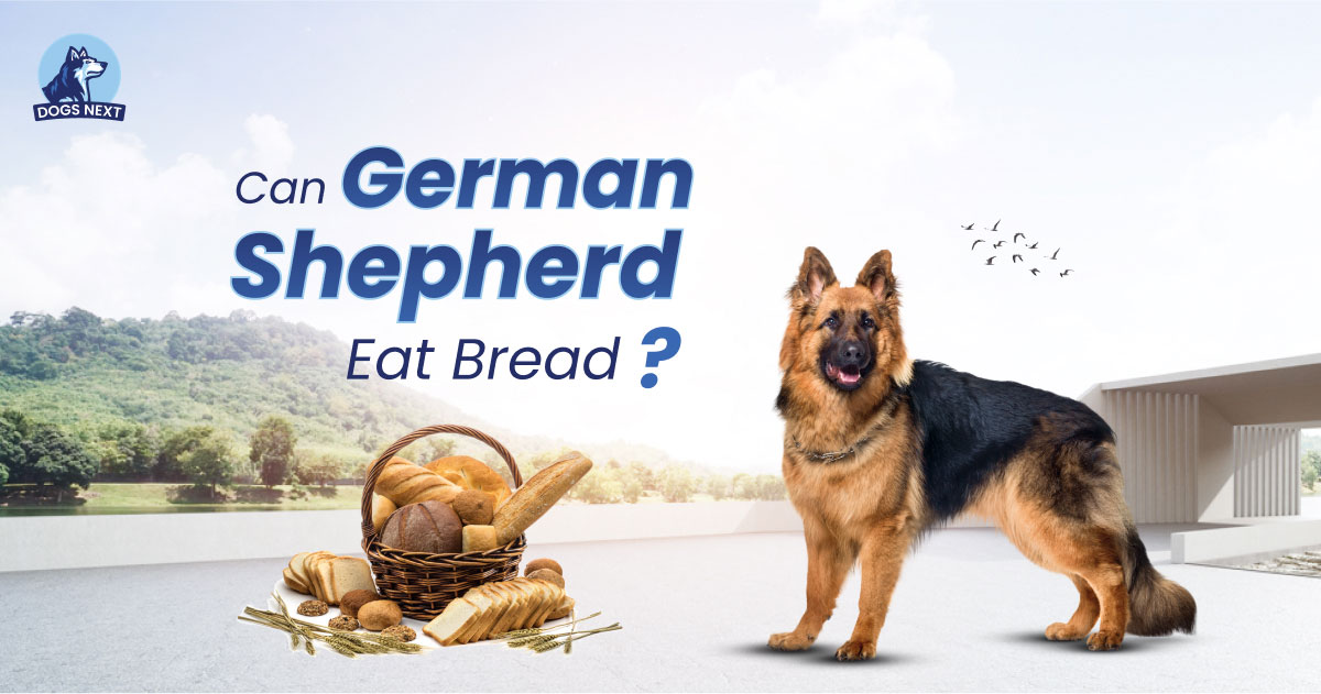 Can German Shepherds Eat Bread
