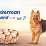 German Shepherds Eat Eggs