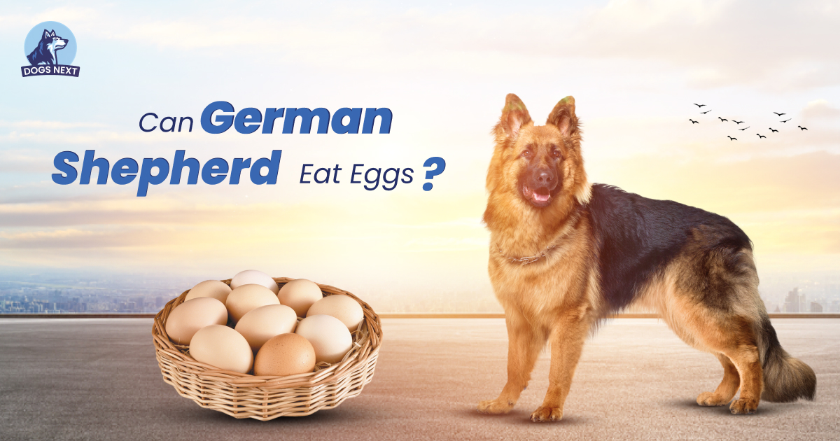 German Shepherds Eat Eggs