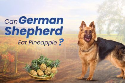 Can German Shepherd Eat Pineapple