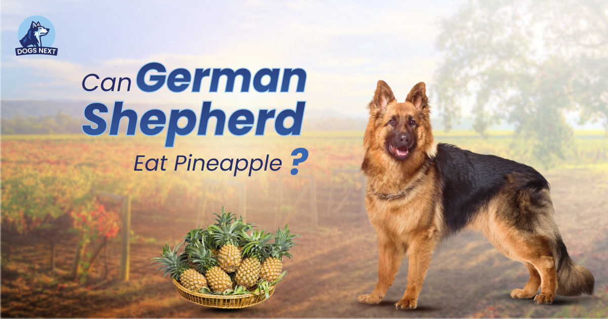 Can German Shepherd Eat Pineapple