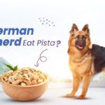 German Shepherds Safely Eat Pista