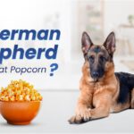 Can German Shepherds Eat Popcorn