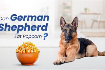 Can German Shepherds Eat Popcorn