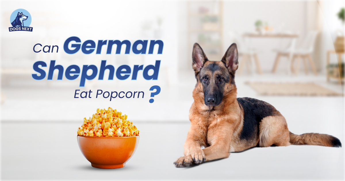 Can German Shepherds Eat Popcorn