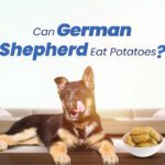 German Shepherds Eat Potatoes