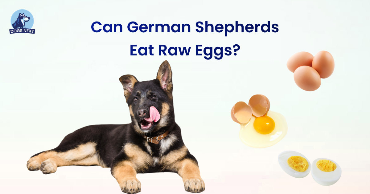 Can German Shepherds Eat Raw Eggs