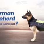 German Shepherd Need a Raincoat