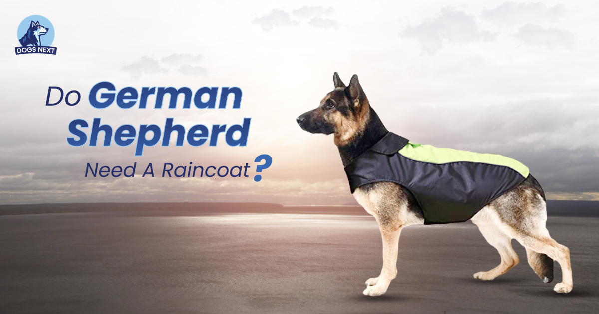 German Shepherd Need a Raincoat
