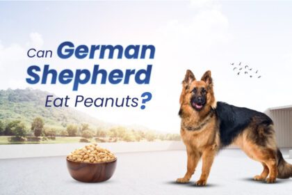 German Shepherds Eat Peanuts