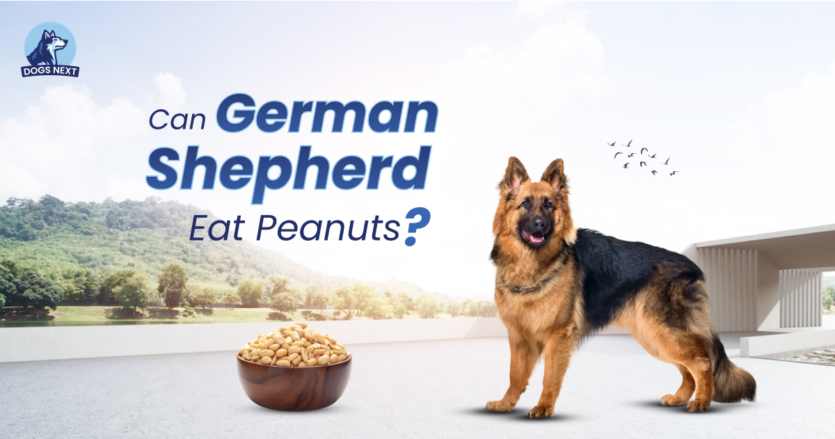 German Shepherds Eat Peanuts