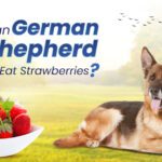 German Shepherds Eat Strawberries