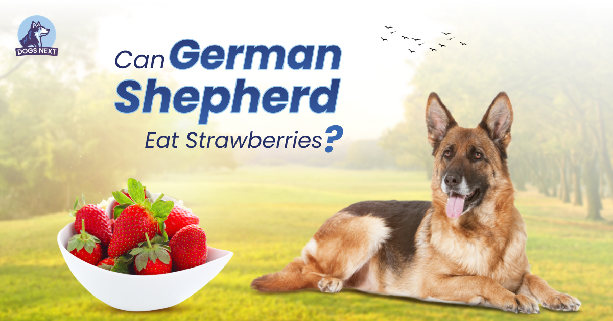 German Shepherds Eat Strawberries